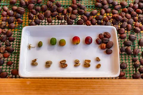 Concept of the different stages of coffee beans traditional dried. showing th Foto stock