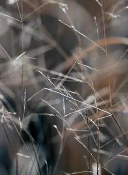 Concept dry grass Stock Photos