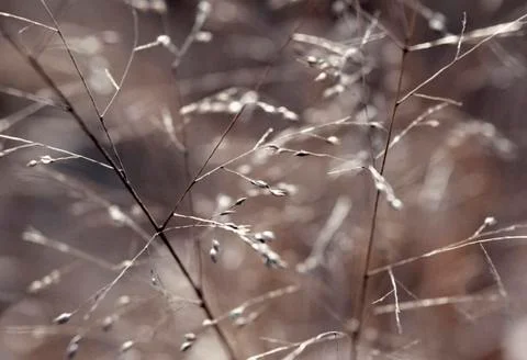 Concept dry grass Stock Photos