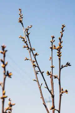 The concept is early spring. Buds bloom on the branches against the background  Stock Photos