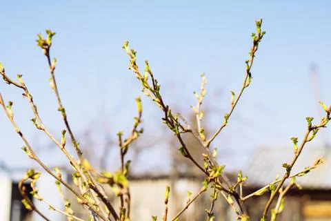 The concept is early spring. Buds bloom on the branches against the background  Stock Photos