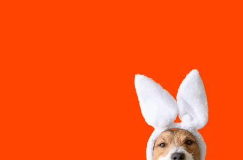 Concept of Easter party with amusing dog wearing bunny ears on bright orange Stock Photos