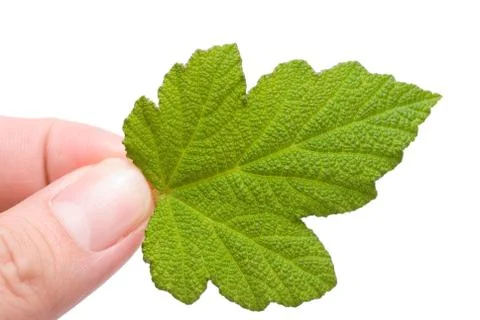 Concept of eco-friendly, new leaf in hand. 스톡 사진