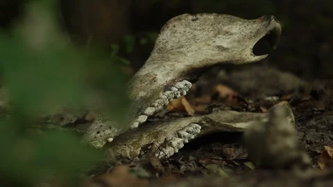 Concept of ecological disaster. pagan rite concept. Stock Footage 112087197