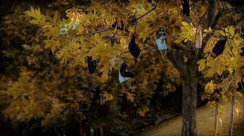 Concept Environment. Masks entangled in a tree. Degeneration of the planet. Stock Photos