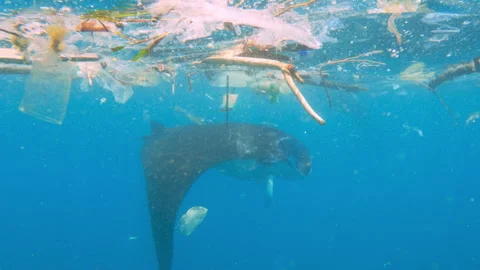 Concept environment theme of disposable plastic waste pollution in ocean Vídeos de archivo 246420269
