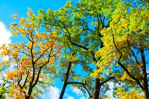 The concept of the fall, spring, summer - bright photo with the leaves of the Stock Photos