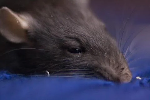 The concept of falling asleep mouse. Gray mouse. Grey rat. Stock Photos