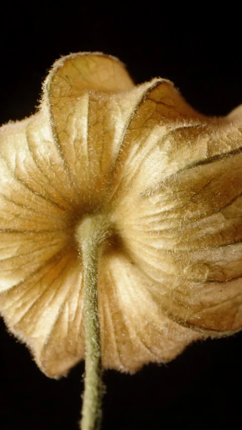 The concept of falling. The fruit of the Physalis plant rotates on a black backg Video stock 244875767