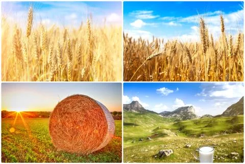 Concept farm Stock Photos