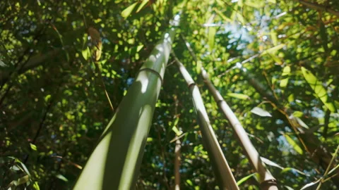 Concept of fast-growing bamboo, Camera moves down along bamboo trunks in dense Stock Footage 331959622
