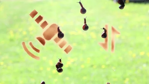 Concept of fast Internet on example of garden snails. Stockbeeldmateriaal 199002257