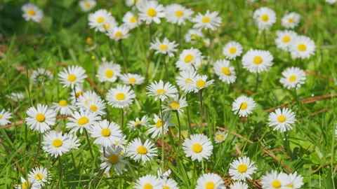 Concept Of Fidelity. Surface Of Green Grass With Daisies. Lot Of White Yellow Stock Footage 259089522