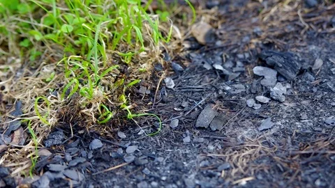Concept of fire damage and difference between lush green grass and wasteland. Video stock 106780867