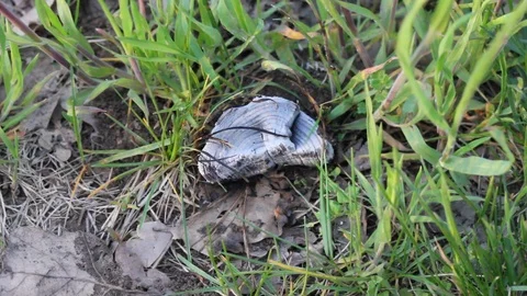 Concept of fire in forests. Coal is smoldering with smoke in forest on grass. Stock Footage 107109948