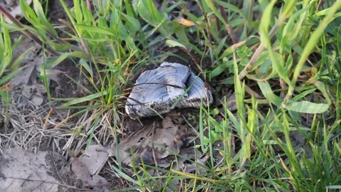 Concept of fire in forests. Coal is smoldering with smoke in forest on grass. Video stock 107109961