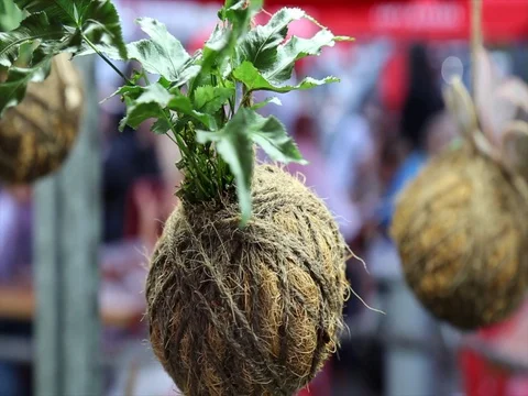 Concept flower design coconut plant pot Stock Footage 78169090