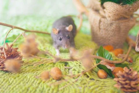 The concept of a forest tale. A gray rat on a green background. Fotos Stock