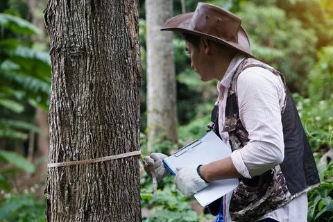 Concept, forest valuation. Conservation of environment. Stock Photos