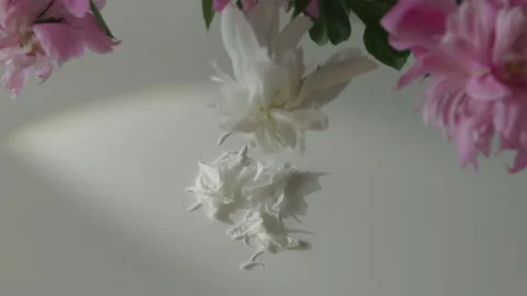 Concept of fragility and uniqueness with one white peony shedding petals am.. Stock Footage 336388056