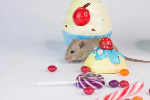 The concept of fun. Rat on a bright background with sweets. Stock Photos