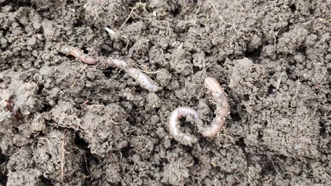 The concept of gardening - earthworms in black soil. Garden compost and worms Stock Footage 175813105