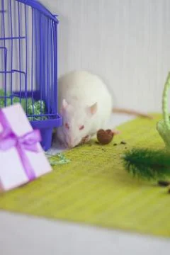 The concept of a gift. The mouse gnaws a nut. Rodent with surprises. Fotos Stock