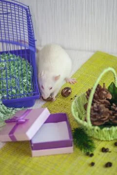 The concept of a gift. White rat on the background of gifts. 写真素材
