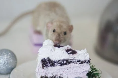 The concept of gluttony. Mouse eats cake. Recruit calories. Stock Photos