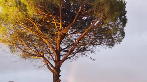 Concept of good and evil, black and white, god and devil in shape of pine tree Stock Footage 269692076