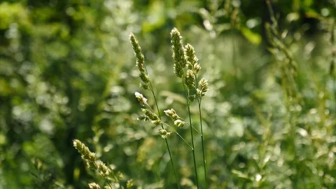 Concept on grass pollen allergy. Grass on blurred background stock footage Stock Footage 109490657