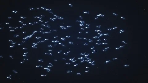 Concept of a group of human sperm swimming from the right side of the screen Stock Footage 77601693