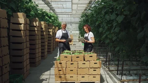 Concept of growing vegetables. Workers in industrial modern greenhouse inside Stock Footage 278237355