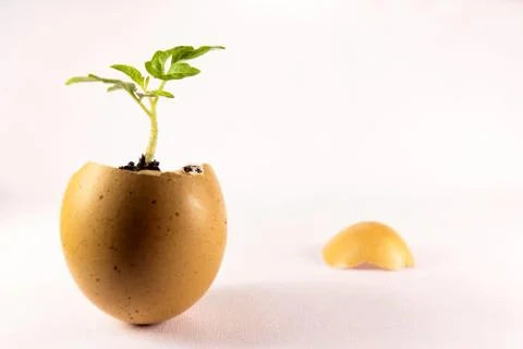 The concept of growth 库存照片