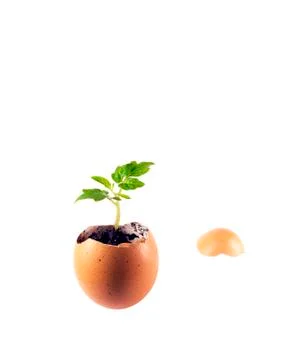 The concept of growth Foto stock