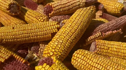 The concept of harvesting, farming Stock Footage 283683742