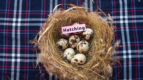 Concept of hatching with speckled quail eggs in a straw nest Stock Photos