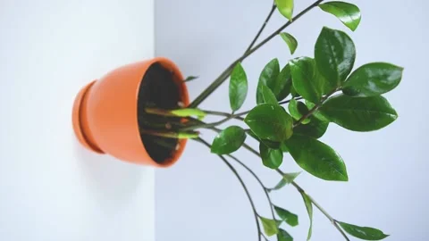 Concept of houseplants cultivation. Stock Footage 168493943