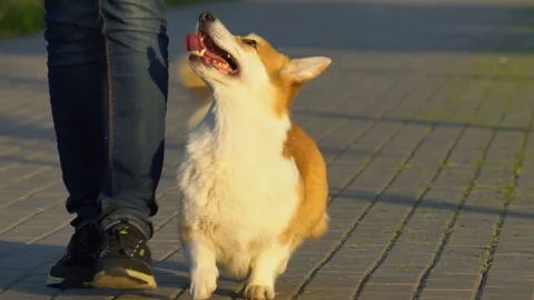 Concept: human and dog walking together in park Stock Footage 110705795