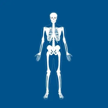 Concept of Human body bones vector illustration Design Stock Illustration