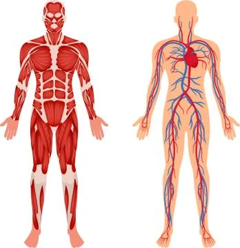 Concept of human body vector illustration Design Stock Illustration