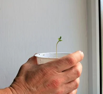 The concept of human care for a tiny sprout Stock Photos