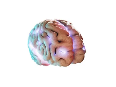 Concept of human intelligence with human brain on white background, 3d Illust Stock Illustration