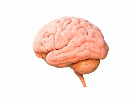 Concept of human intelligence with human brain on white background, 3d render Stock Illustration