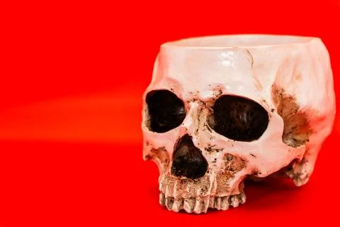 Concept - Human skull on a red background, beautiful white medical skull without Stock Photos