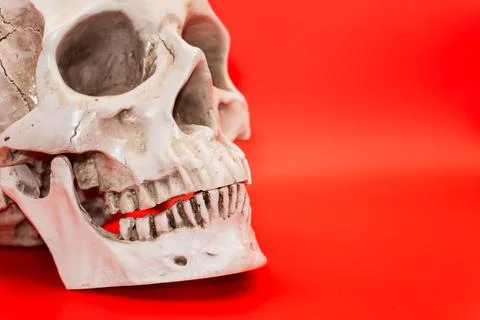 Concept - Human skull on a red background, beautiful white medical skull with Stock Photos
