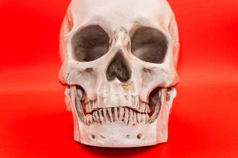 Concept - Human skull on a red background, beautiful white medical skull with Stock Photos