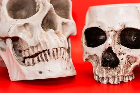 Concept - Human skull on a red background, beautiful white medical skull with Stock Photos