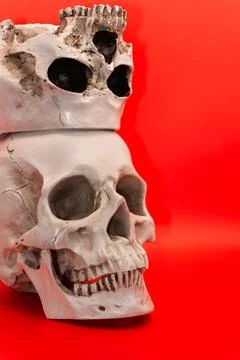 Concept - Human skull on a red background, beautiful white medical skull with Stock Photos