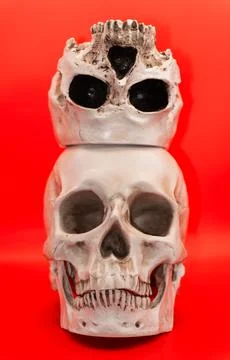 Concept - Human skull on a red background, beautiful white medical skull with Stock-Fotos